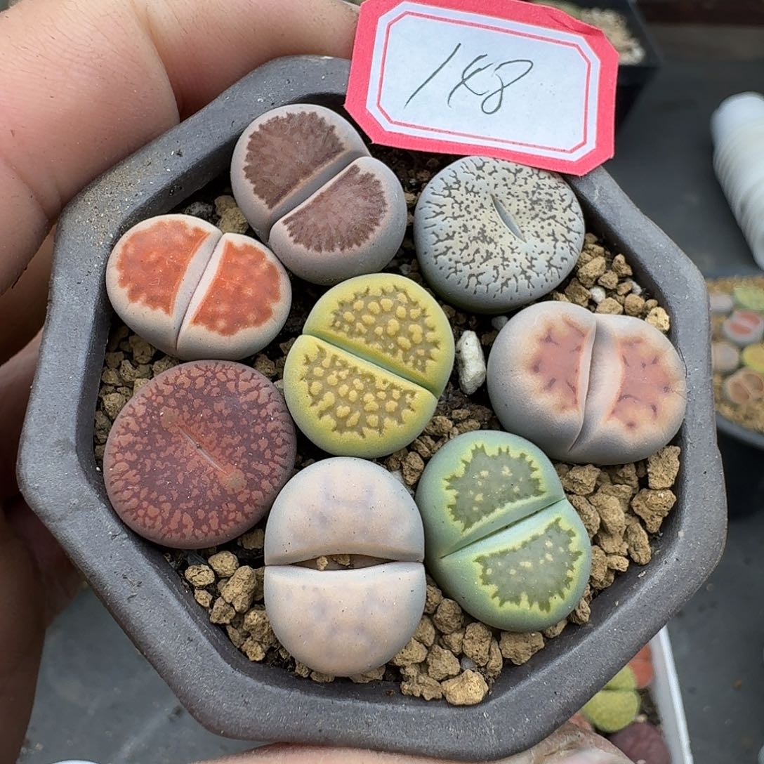 148不含盆哈哈哈哈哈哈