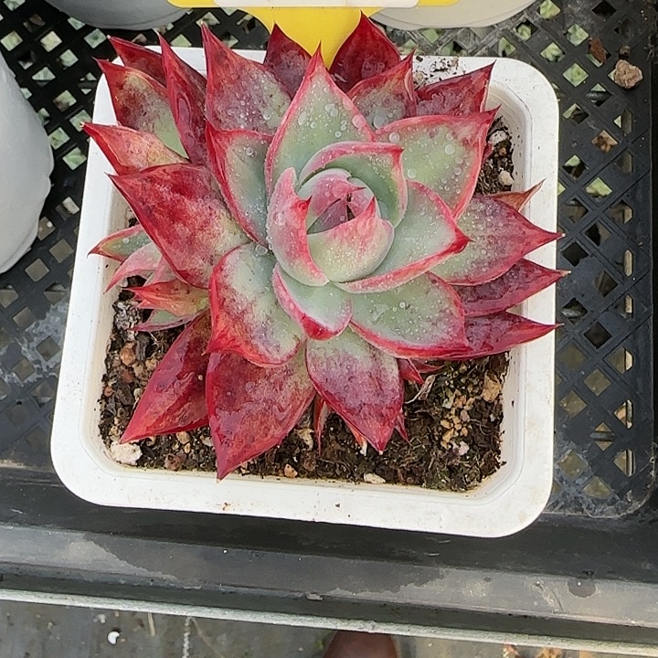 H***n189 惊鸿仙子多肉植物6-9cm