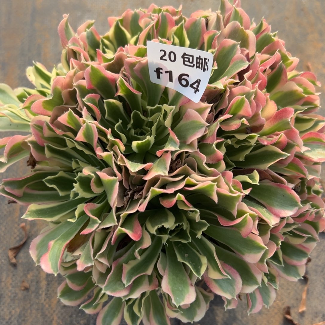 164白凤，满20包邮嘟叮熊