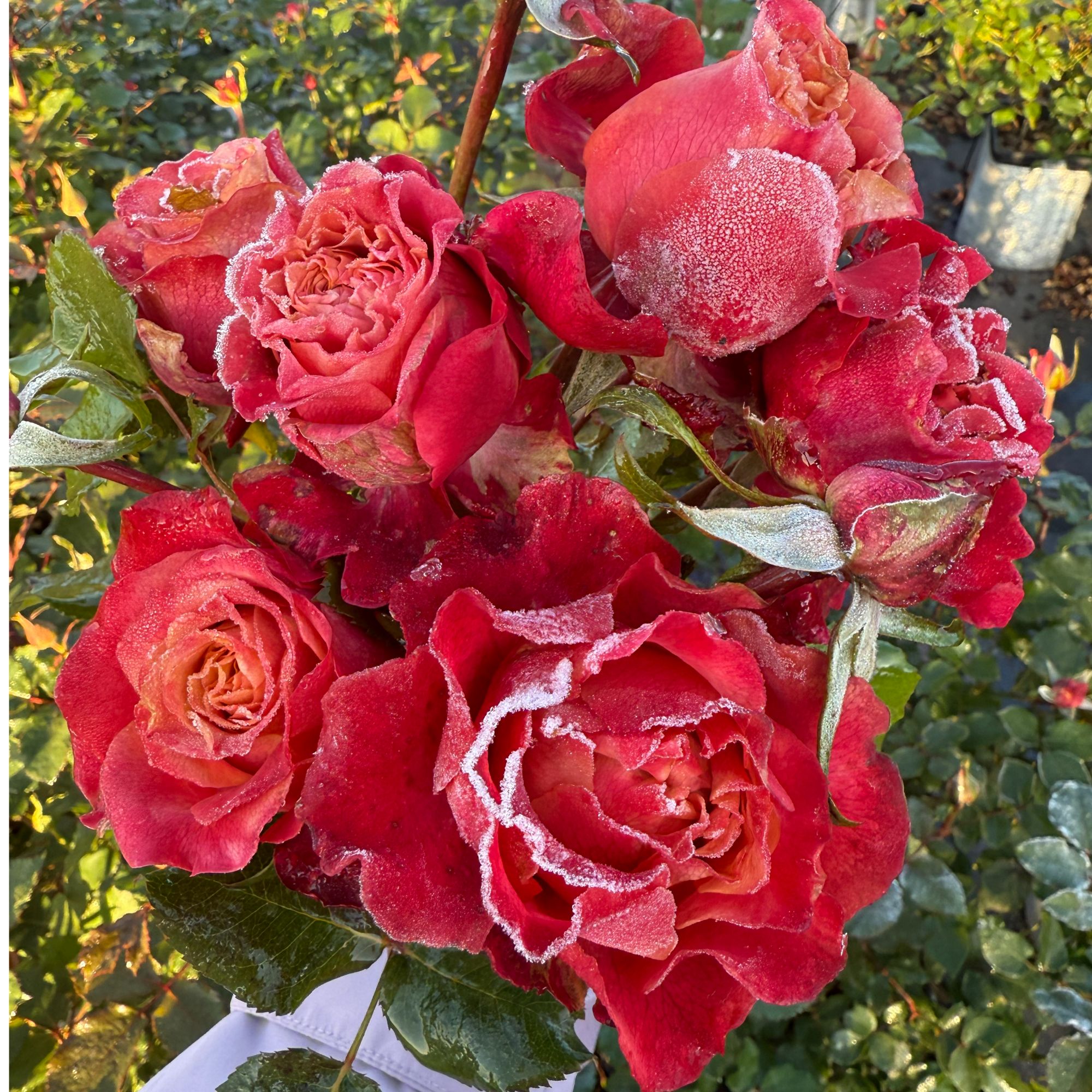 花知述园艺耀眼四季玫瑰月季花树苗开花植物庭院阳台可养