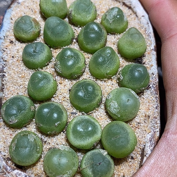 11532拉登样本一颗