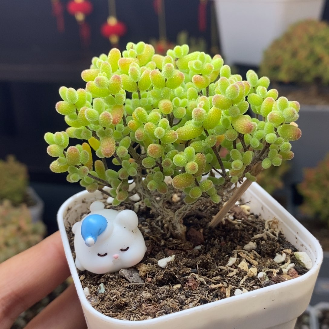 860号金桔糖球枝干多肉