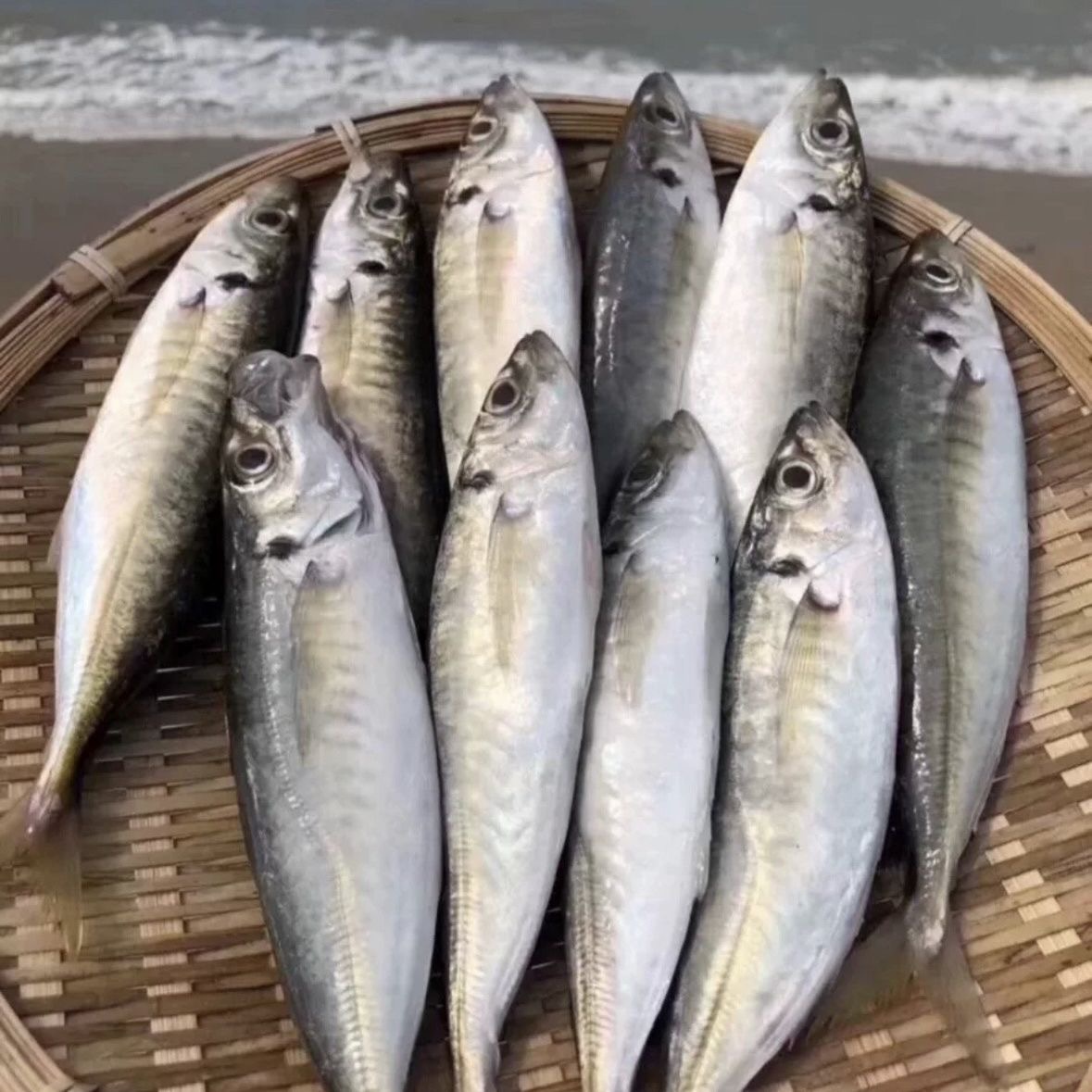 福建泉州精选巴浪鱼新鲜冷冻海捕美味精选推荐热卖批发顺丰包邮