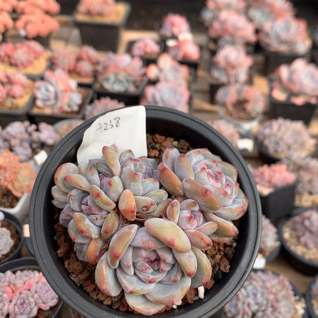 10厘米有砍七头紫皮石榴籽朵朵  4238