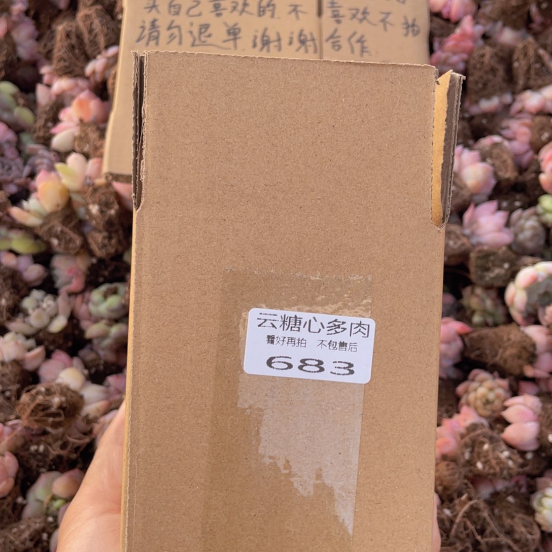 云糖心多肉植物683