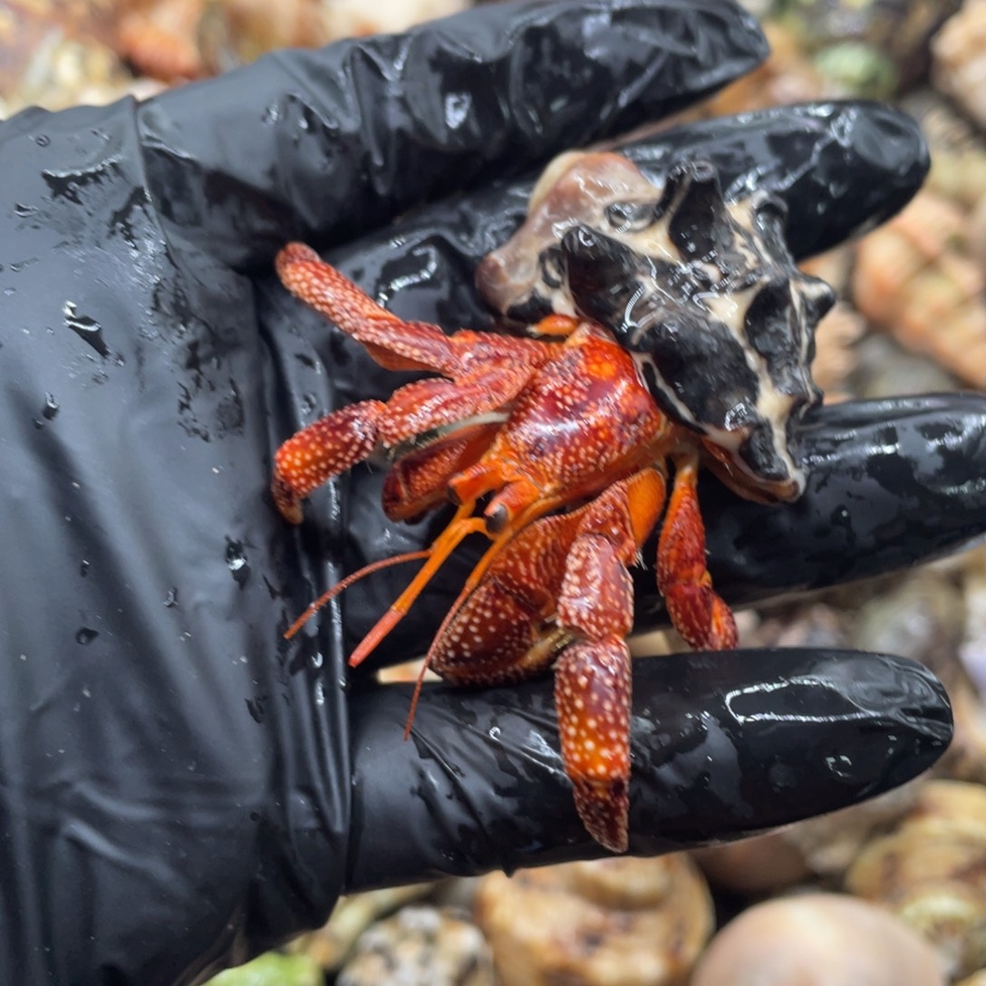 不退不换谢谢支持12