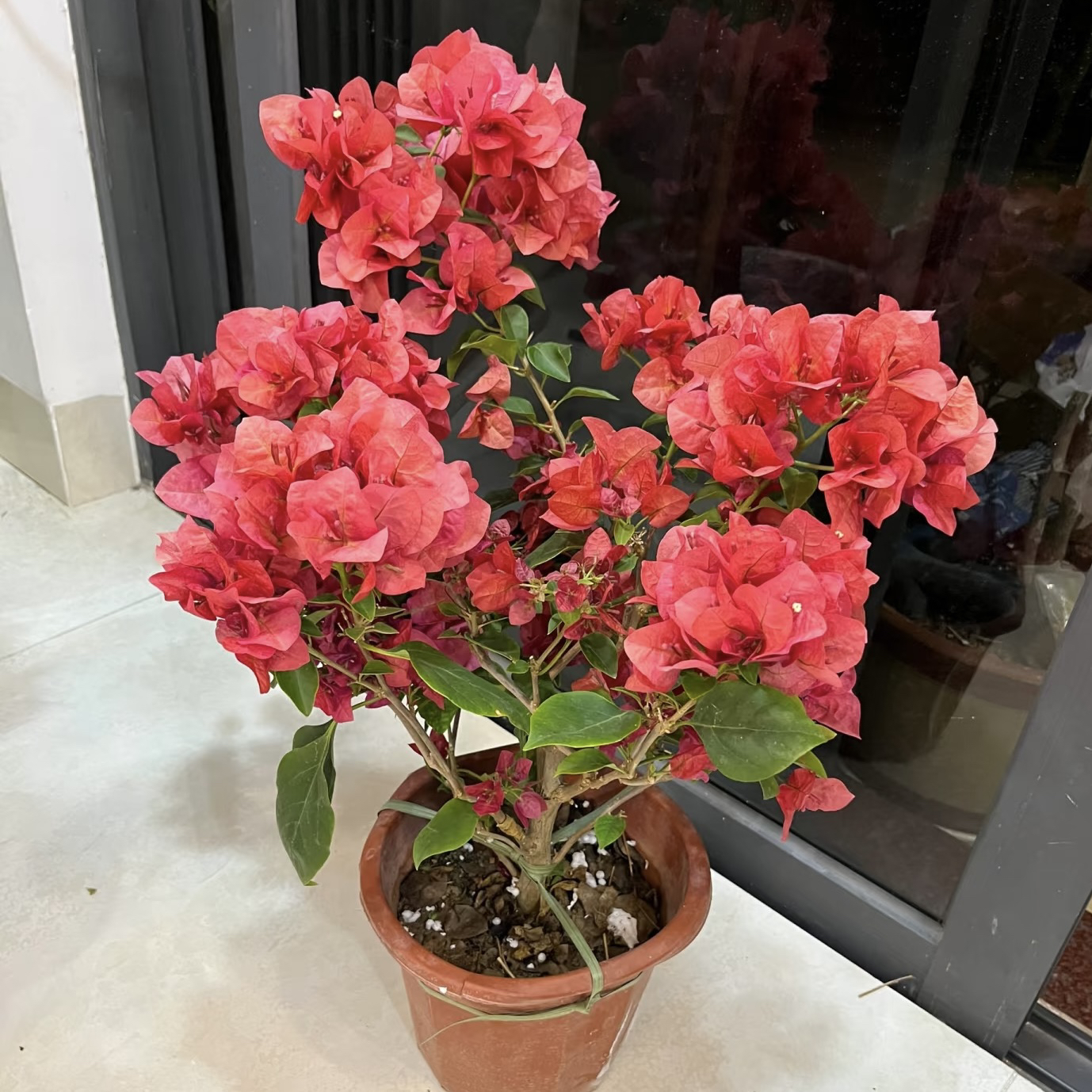 不甜西瓜·a三角梅四季勤花花色百变阳台花卉