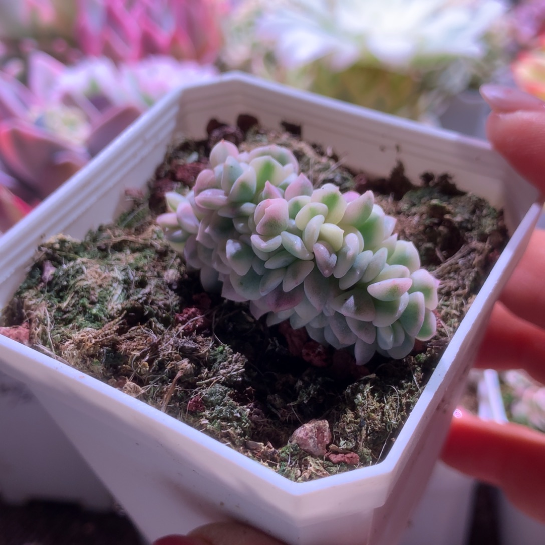 g***f雪精灵缀化覆轮锦有根