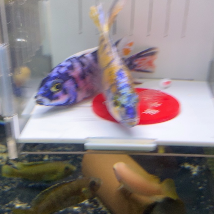 慈鲷鱼直播91号包邮2条