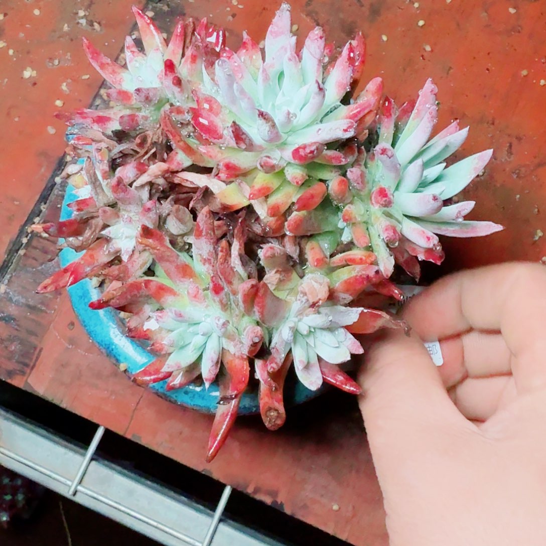 8715法瑞苹果叶杂交