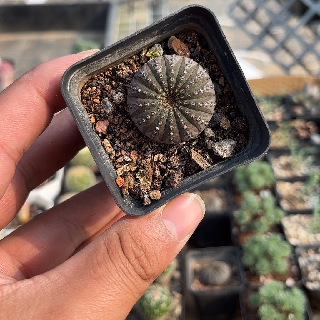 大型士童单头发货单头