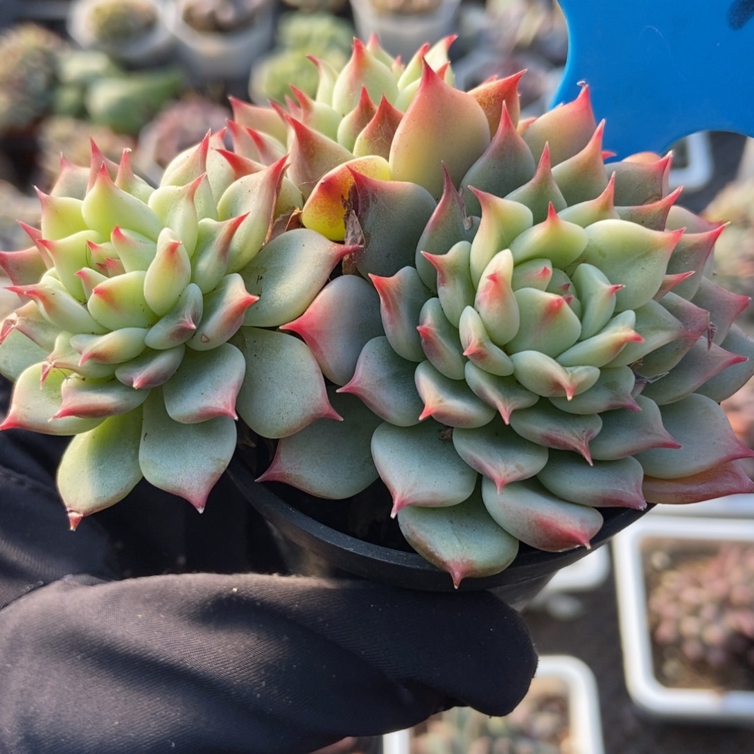 1018蓝眼睛多肉植物