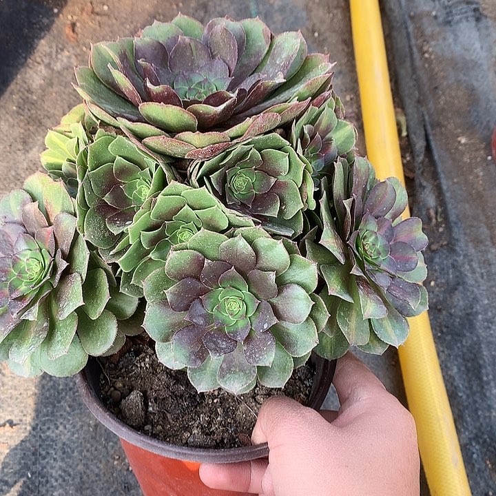 756抹茶多肉植物