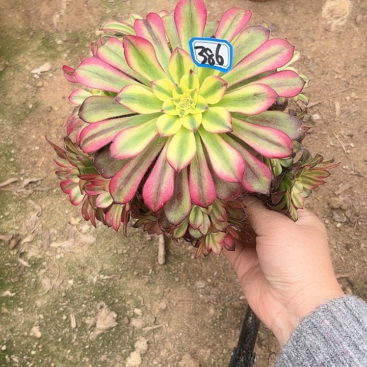 一物一拍多肉青鸟386