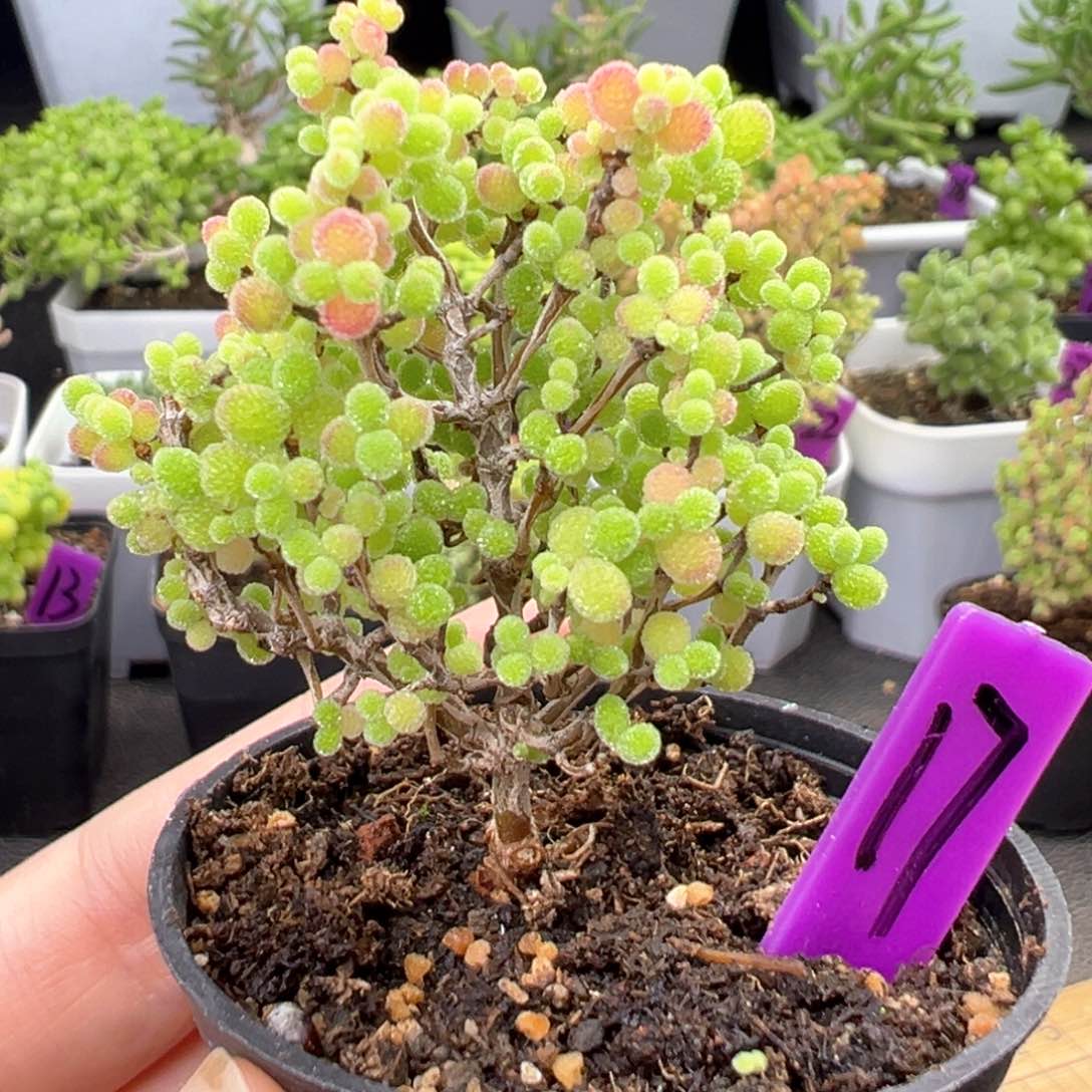 17号彩色蜜橘一物一拍