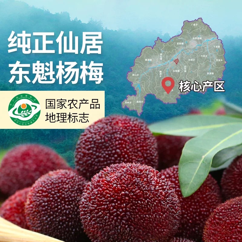 正宗仙居杨梅18-35g仙居高山东魁杨梅当季孕妇水果东魁杨梅顺丰