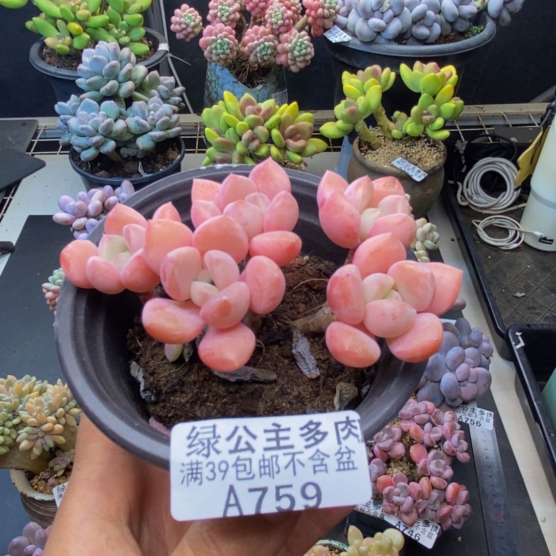 759粉桃花多肉7c m