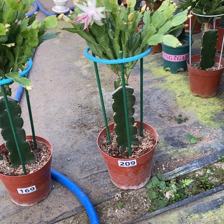 大部分花苞少量开放209嫁接雅思