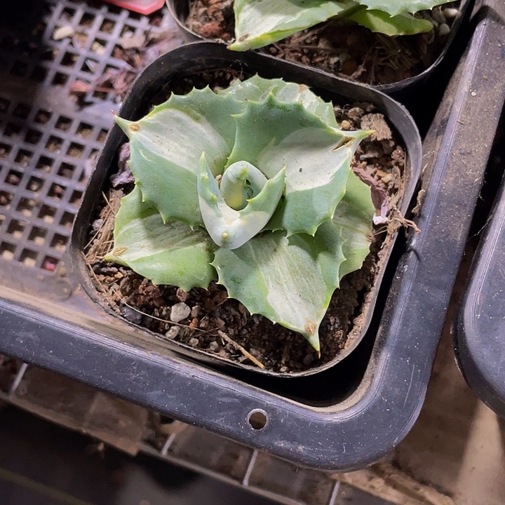 白中斑5.8带盆土发