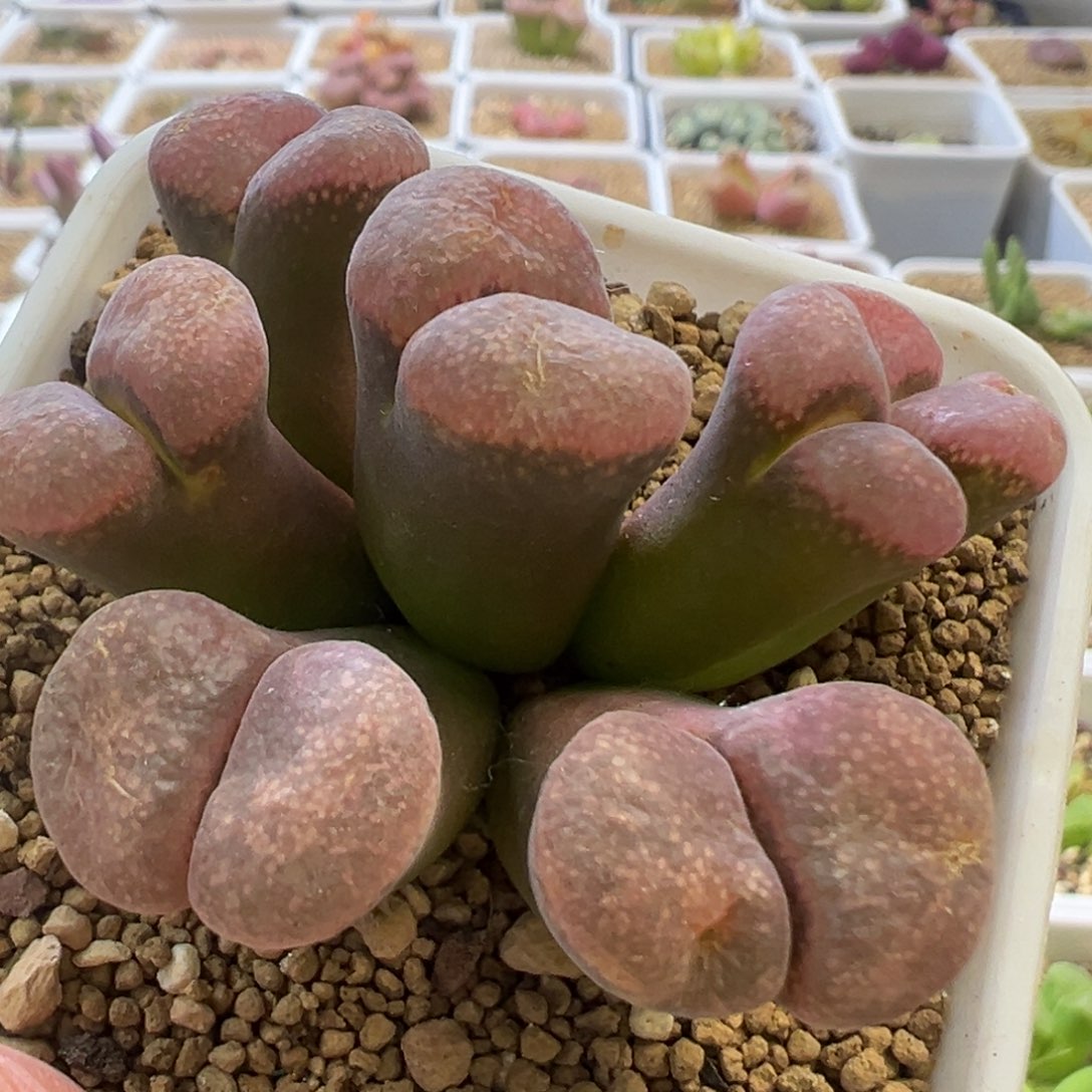 产区C10 精选大翻窗 肉锥植物