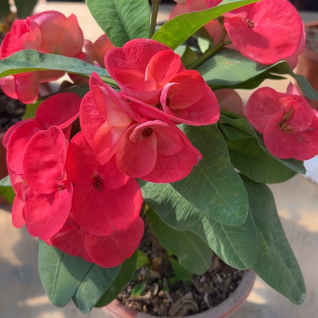 用***翅粉红大亨泰国大花虎刺梅