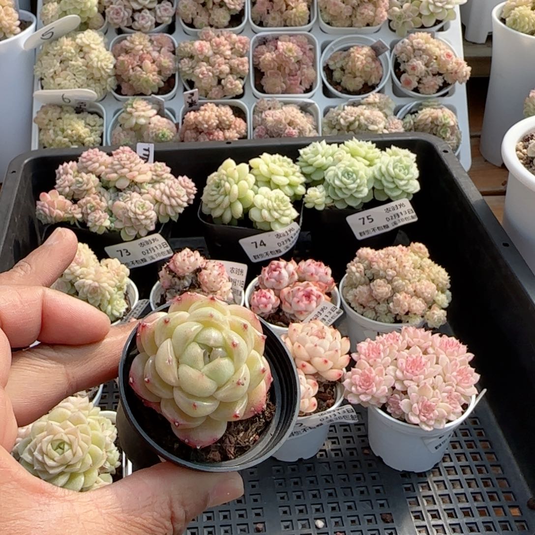 【闪购商品】0213-85包子麦杆