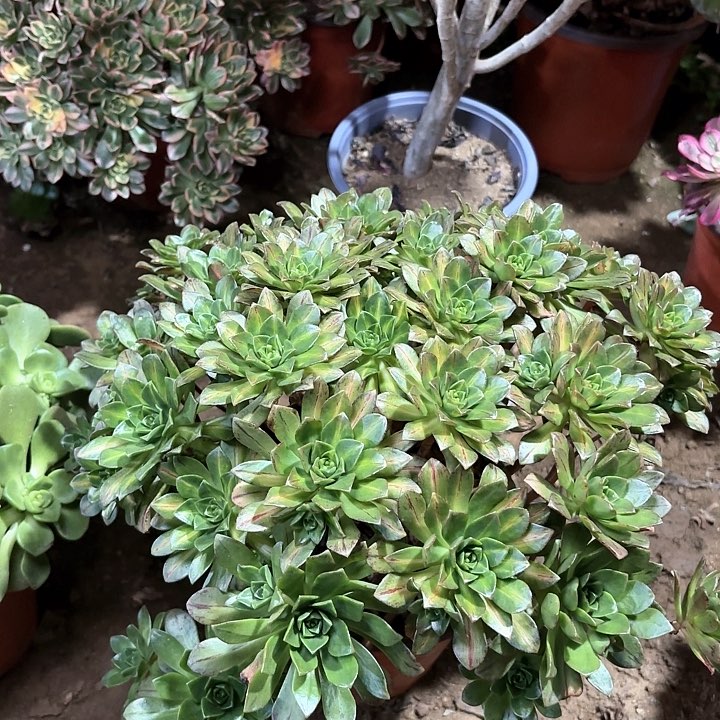 多肉植物天茶中斑67