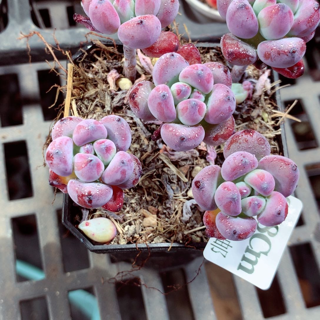 5厘米盆精控多肉878