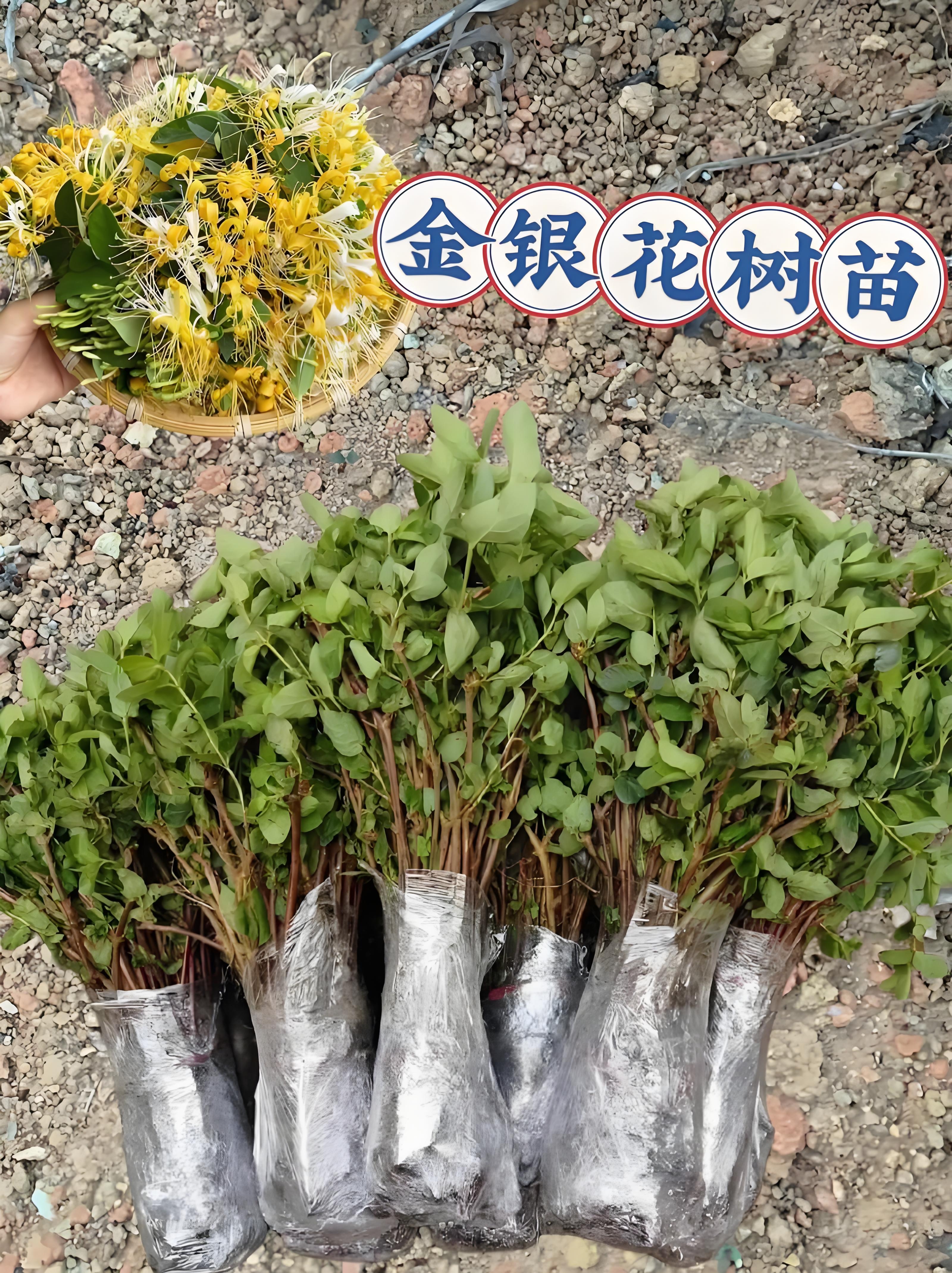 修枝摘叶带土球发金银色金银花小苗可泡茶煲汤南北方都可种