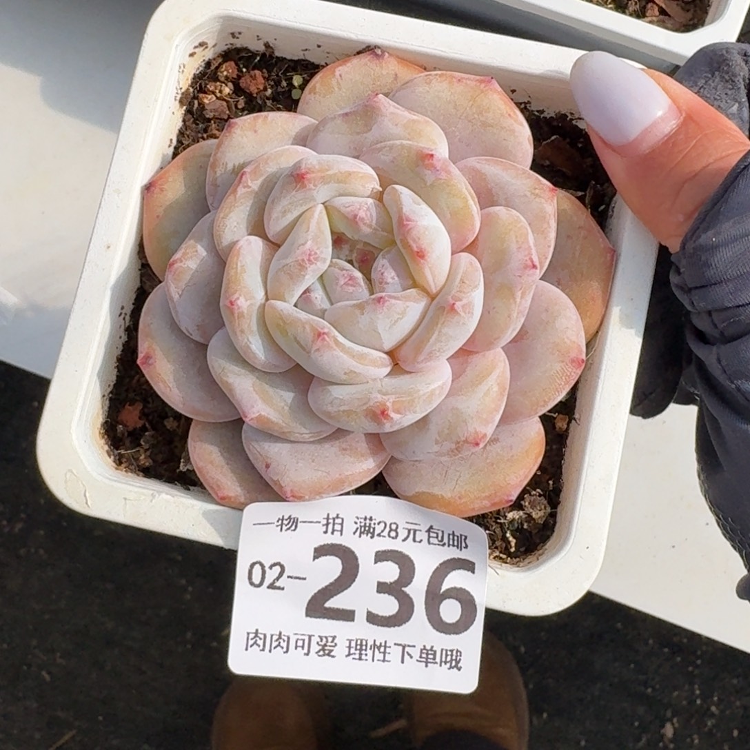 石榴籽无盆土发货呀