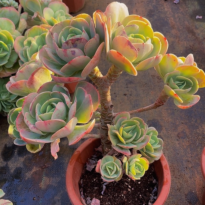 鸡蛋碧桃特价老桩19.8