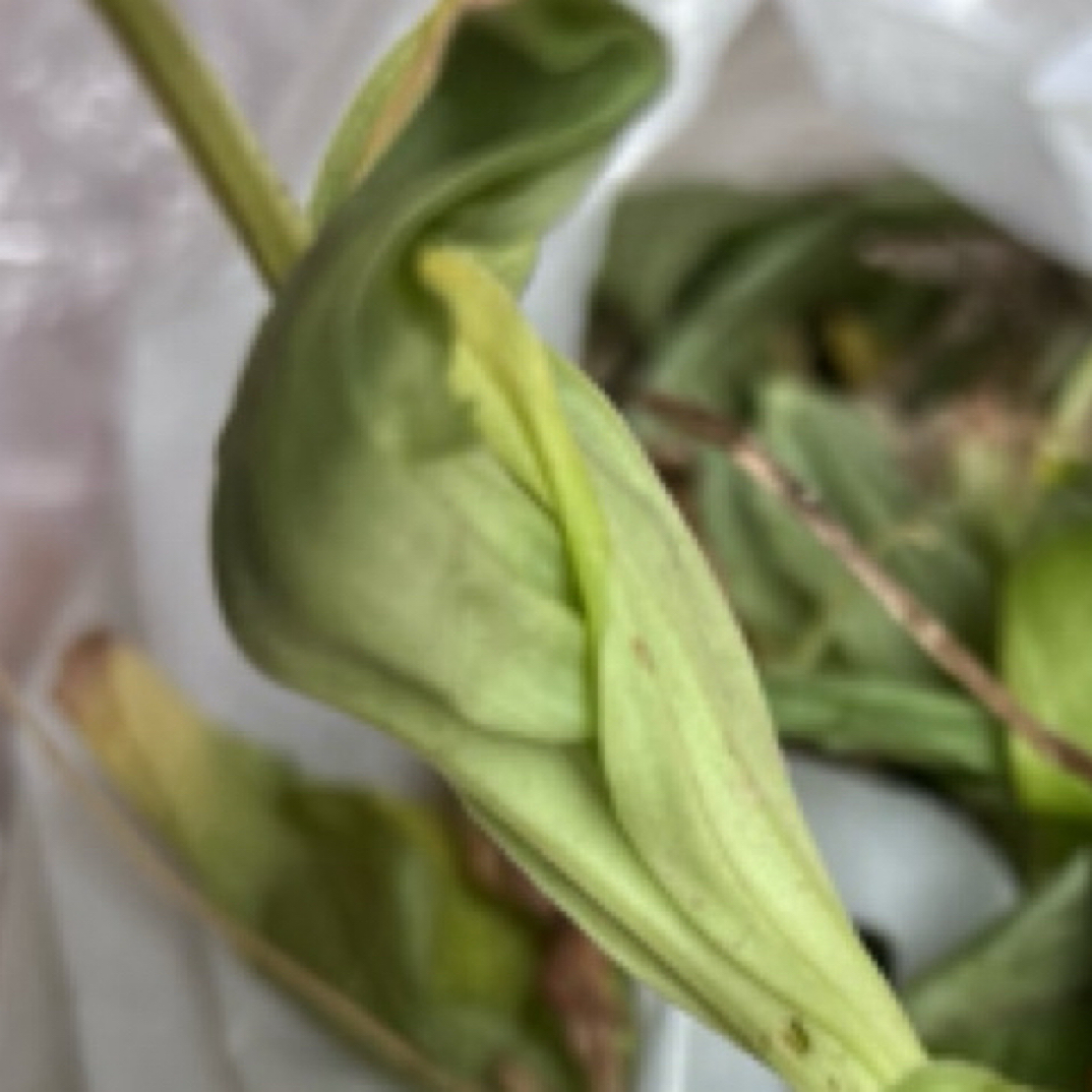 【蛟哥土特产】高山见血清