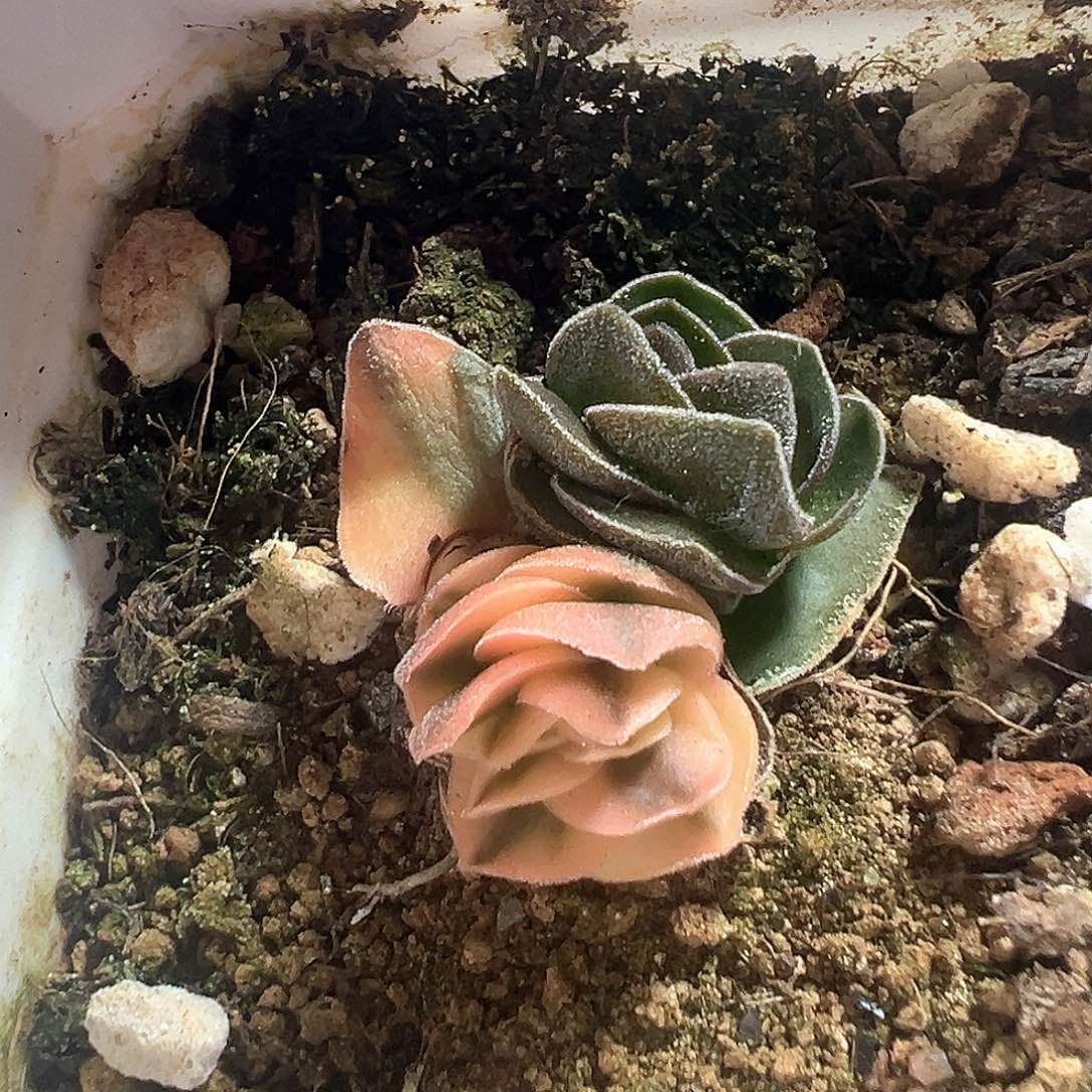 方塔锦 小方花圃一物一拍