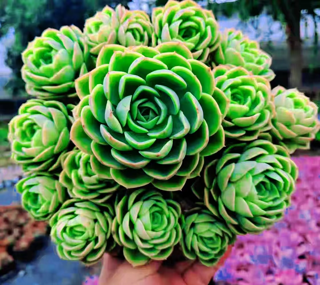 {哈密瓜} 多肉植物 带盆土发  新手好养活 室内外养 金喜多肉