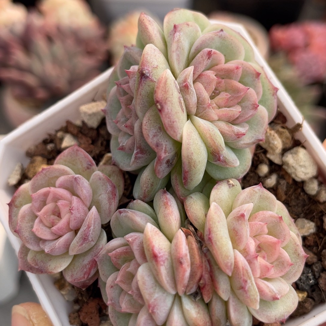 粉色钻石五头小群生