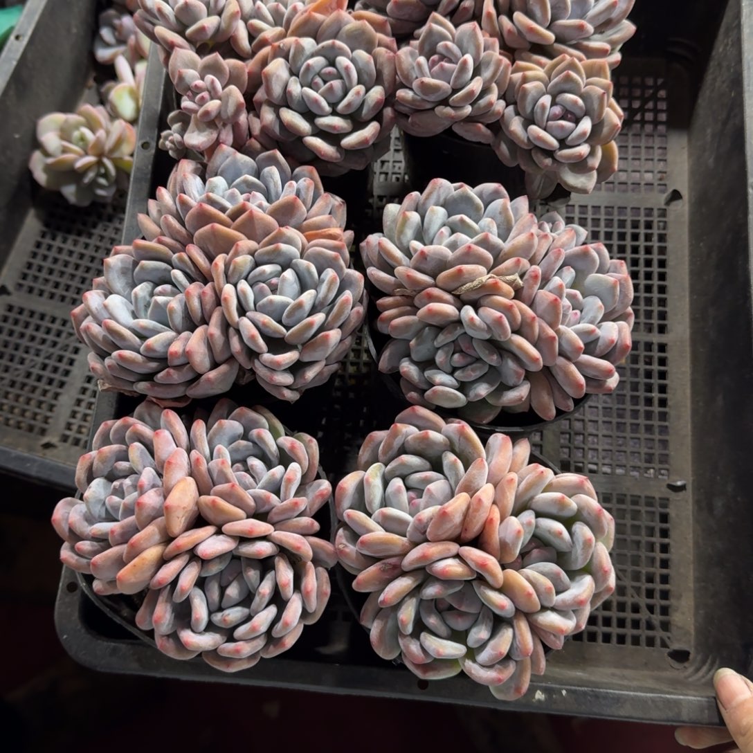 我***子香橙6颗带盆发33号