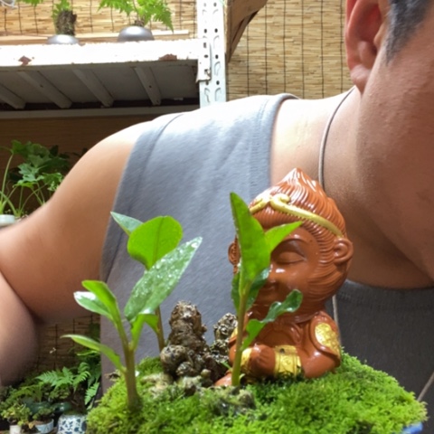 红陶一物一拍所见即所得353