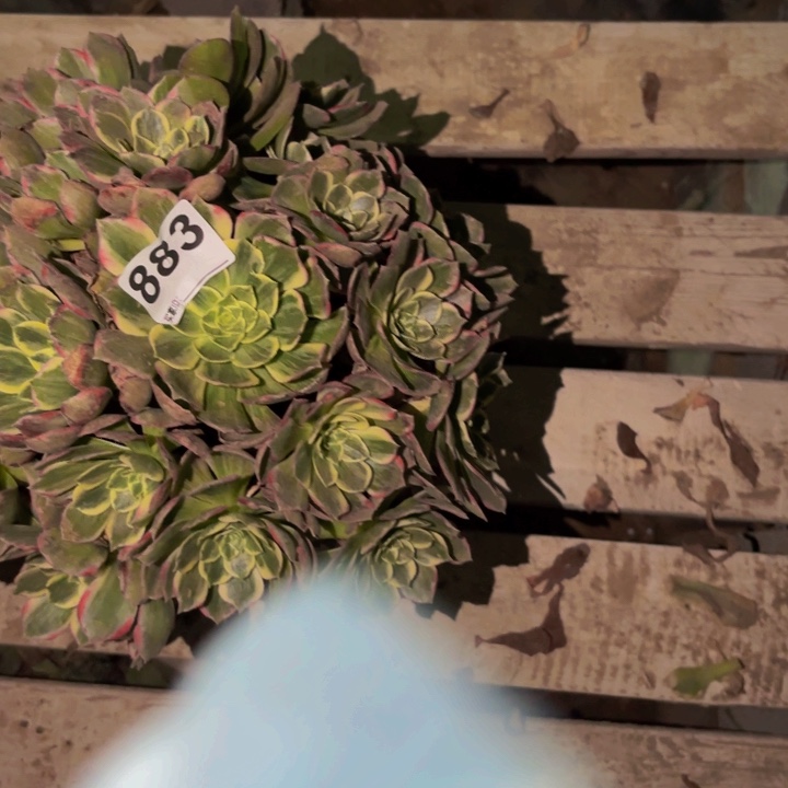883海仙多肉植物不售后