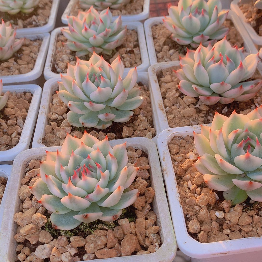 吉娃娃白福伦锦3456778999