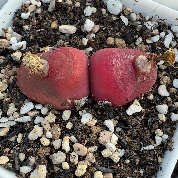 老马生石花双头毛222