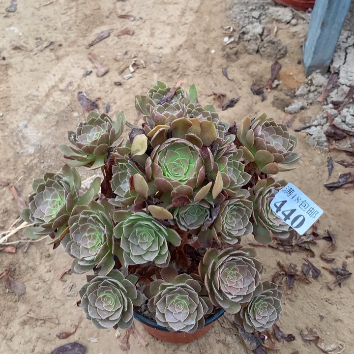 440黑膜手捧1号北头