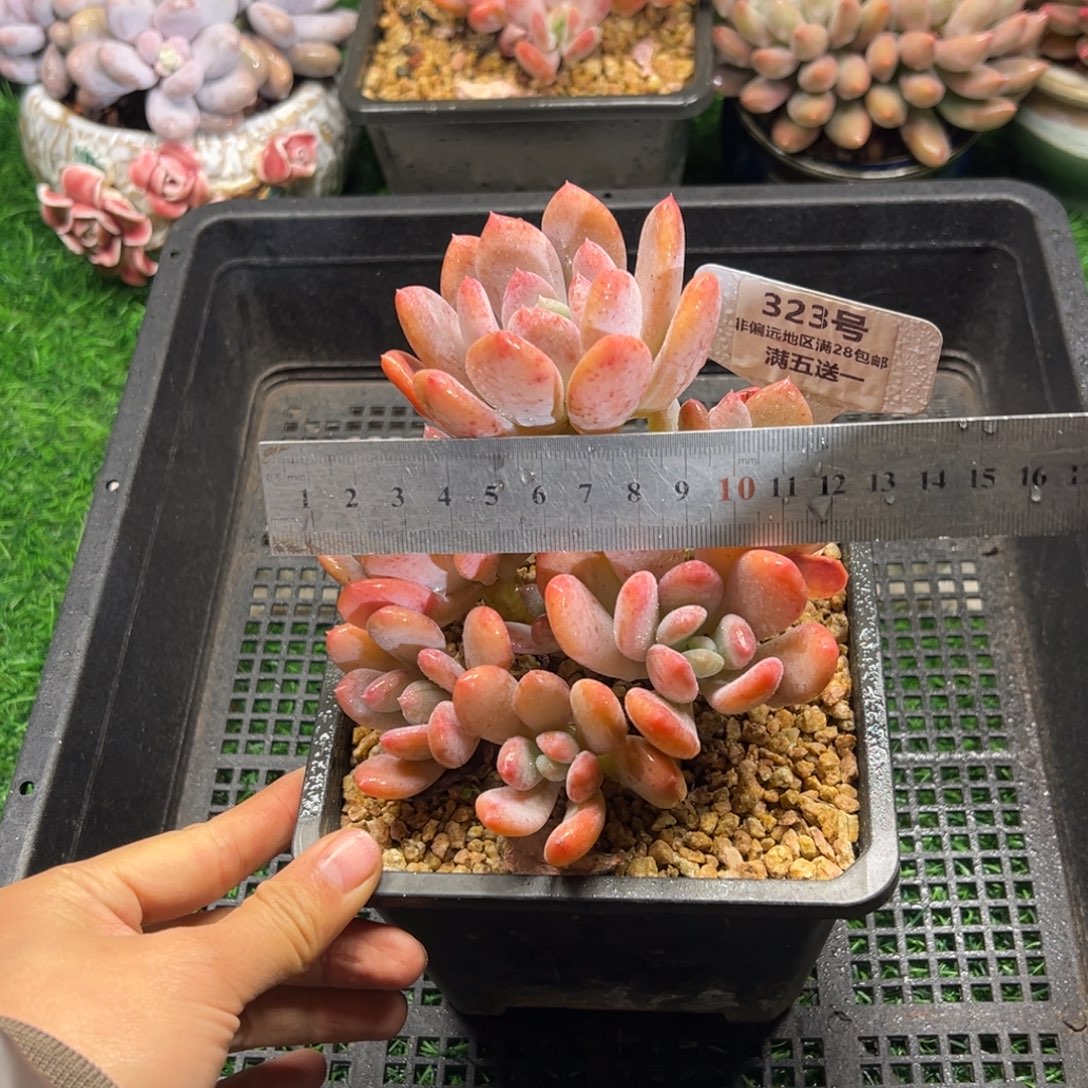 表妹精品多肉植物323.