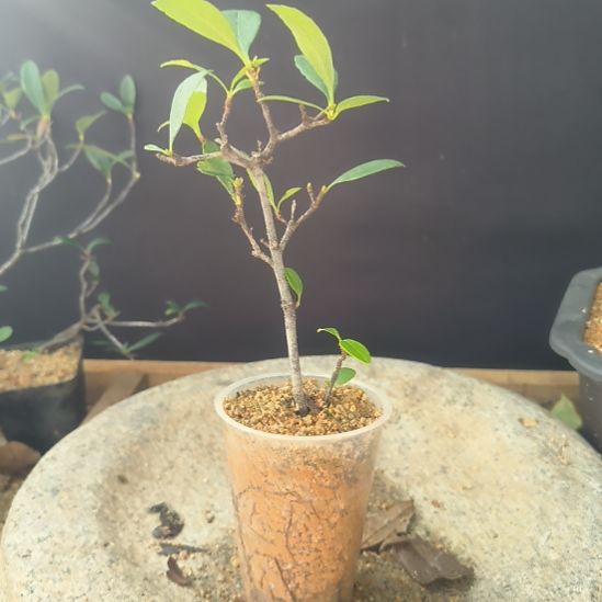 R***6无花朵海  岛  春  花