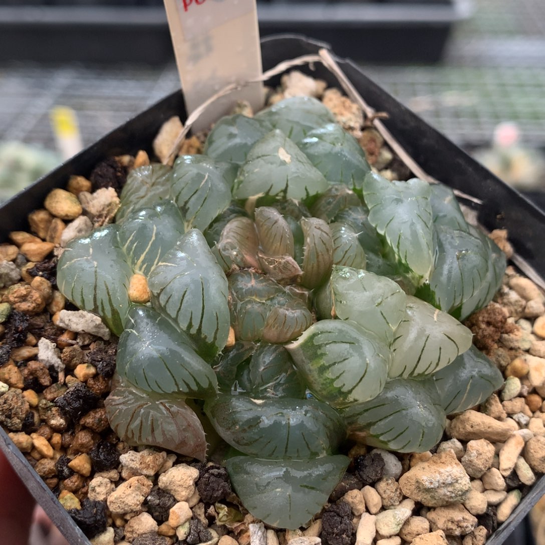 以实际为准226实生玉露