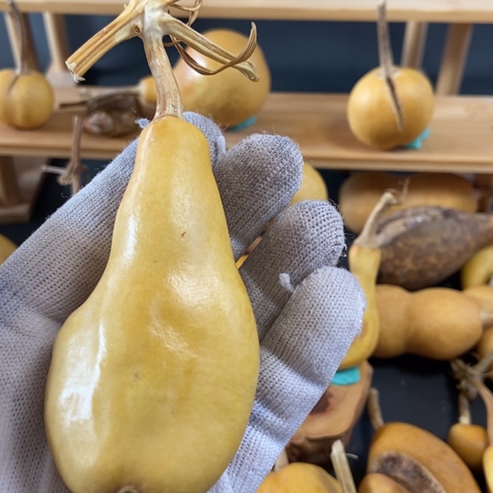 一***布葫芦葫芦真的