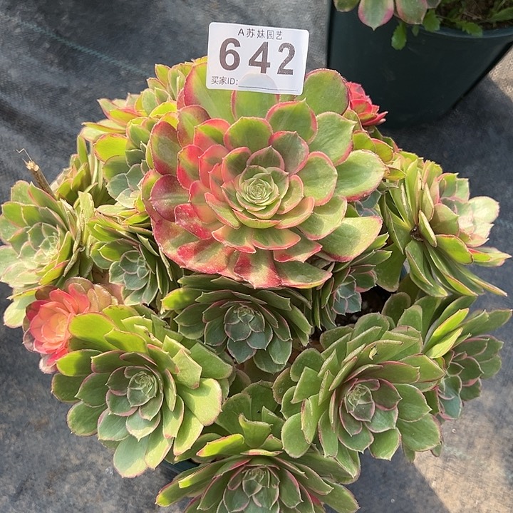 642粉花妖多肉植物