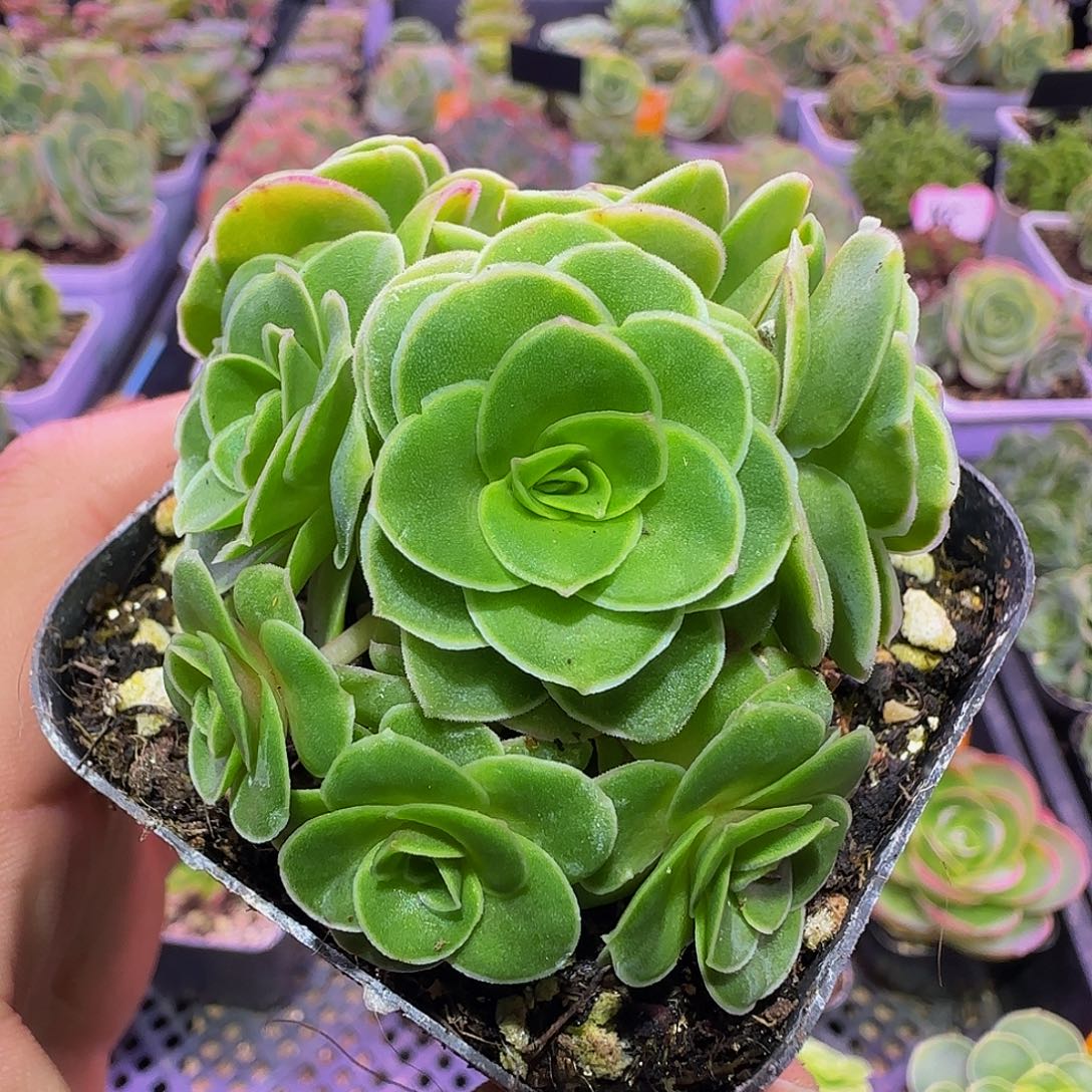 嘉里德 非偏远包邮玻璃心慎拍