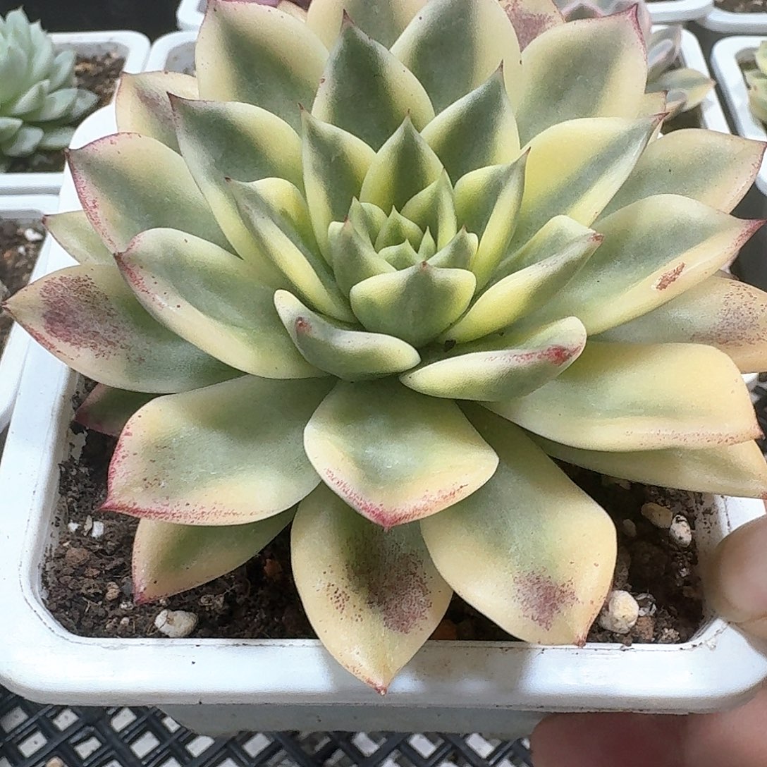 月亮石杂锦多肉植物