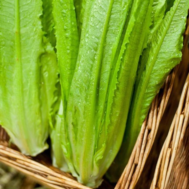（龙陵县城内配送）油麦菜油麦菜
