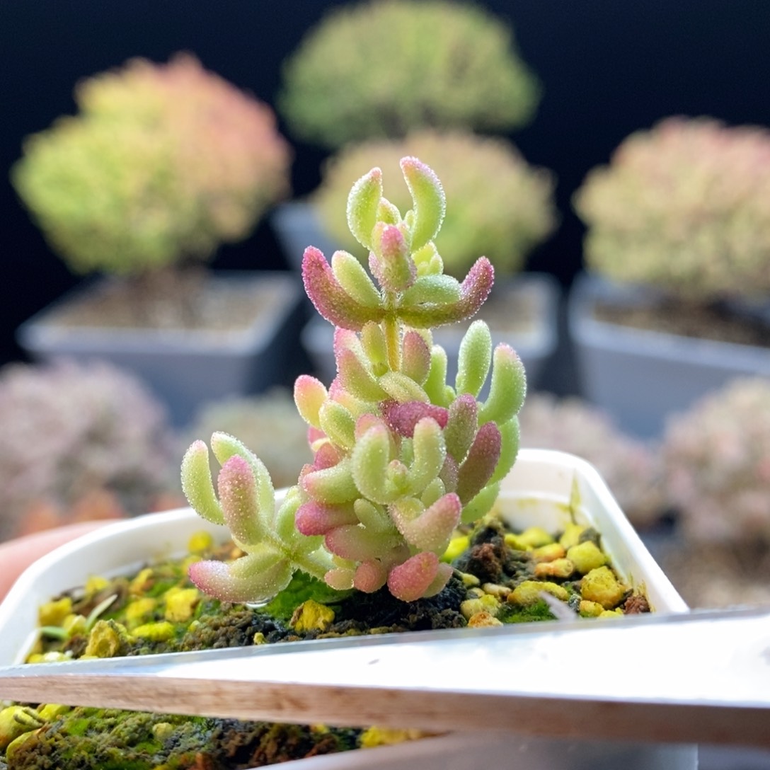 669红宝石锦，5.5厘米盆